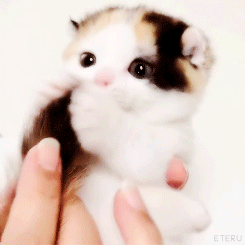 Cat 4