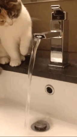 Cat 5