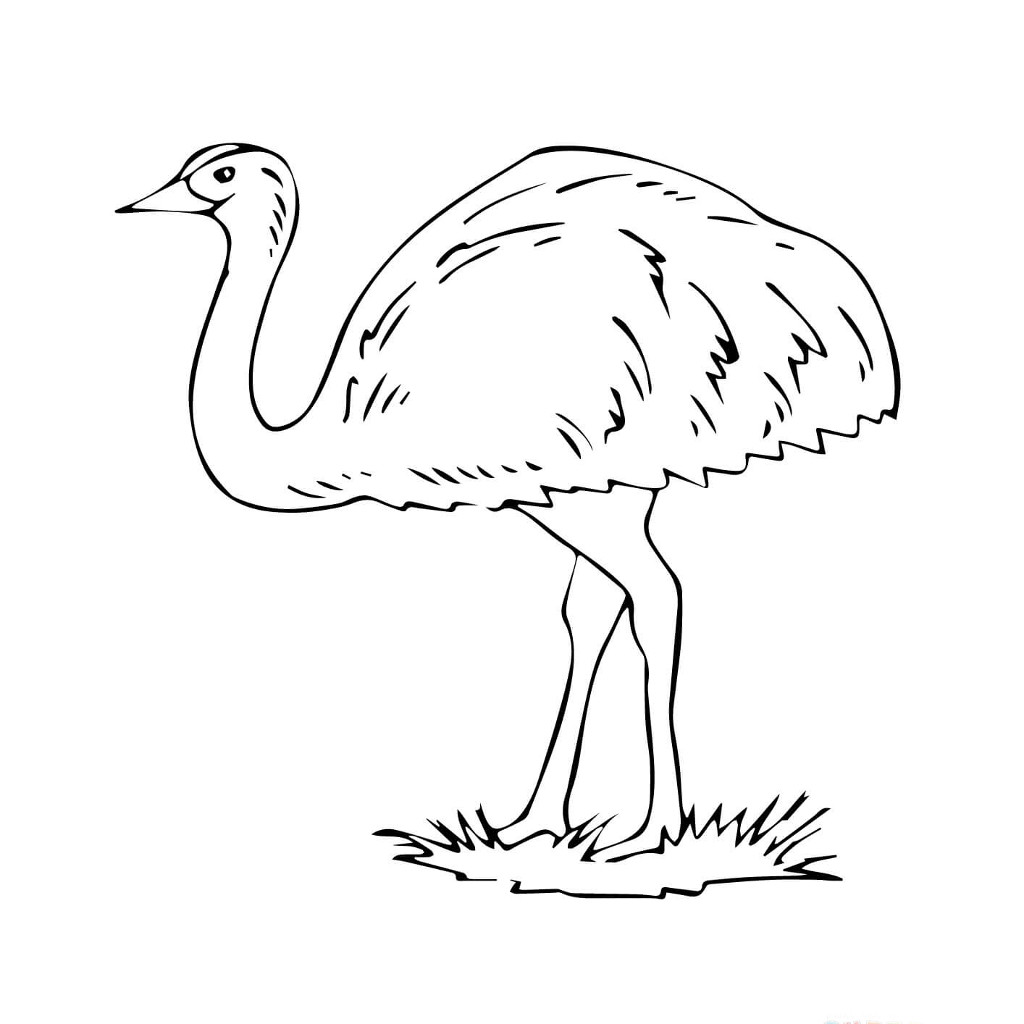 7_emu.jpg