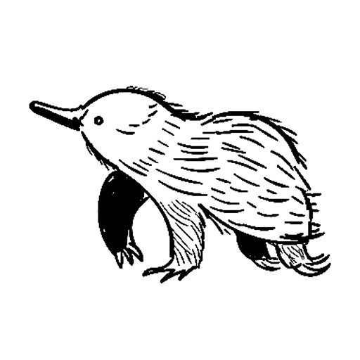 8_echidna.jpg