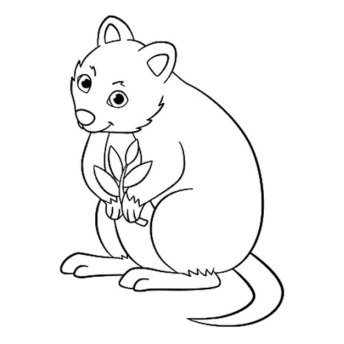 13_quokka.jpg