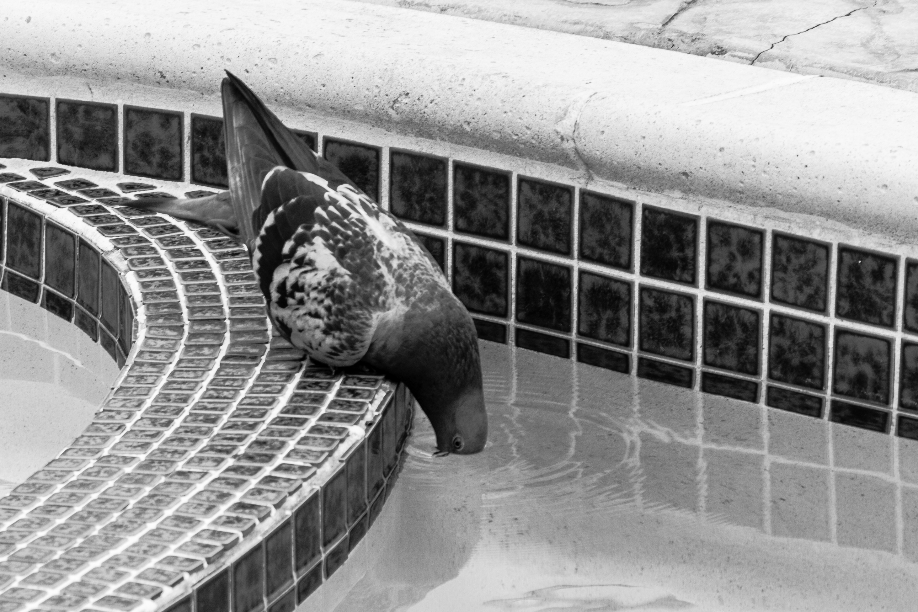 BirdNihilism.jpg