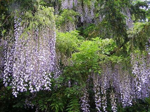 RIS.jpg
