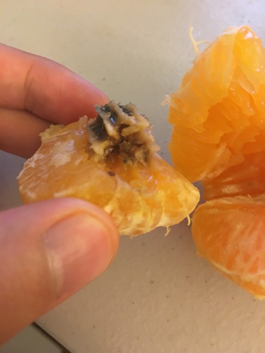 weird tangerine