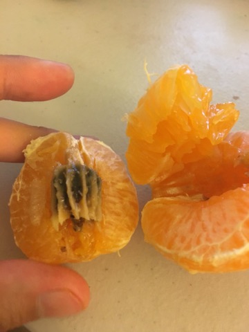 weird tangerine