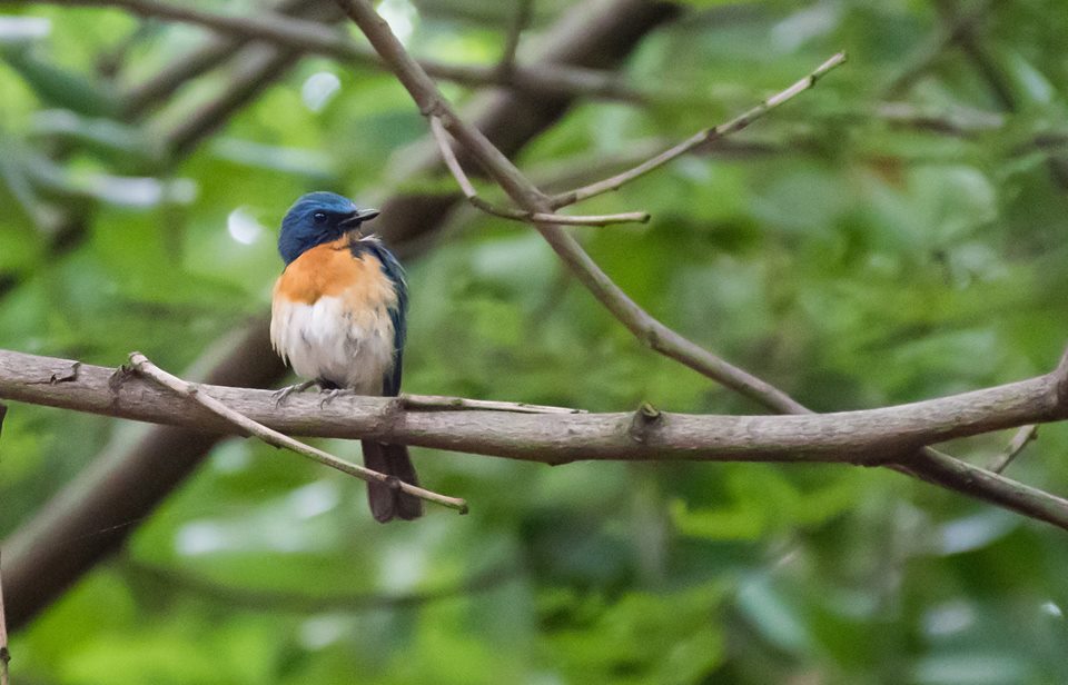 bird