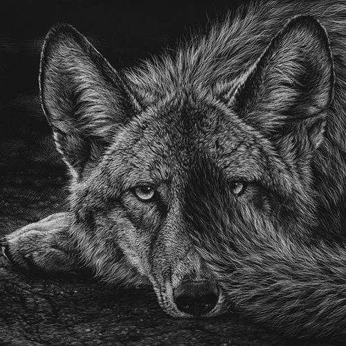 wolfie.png