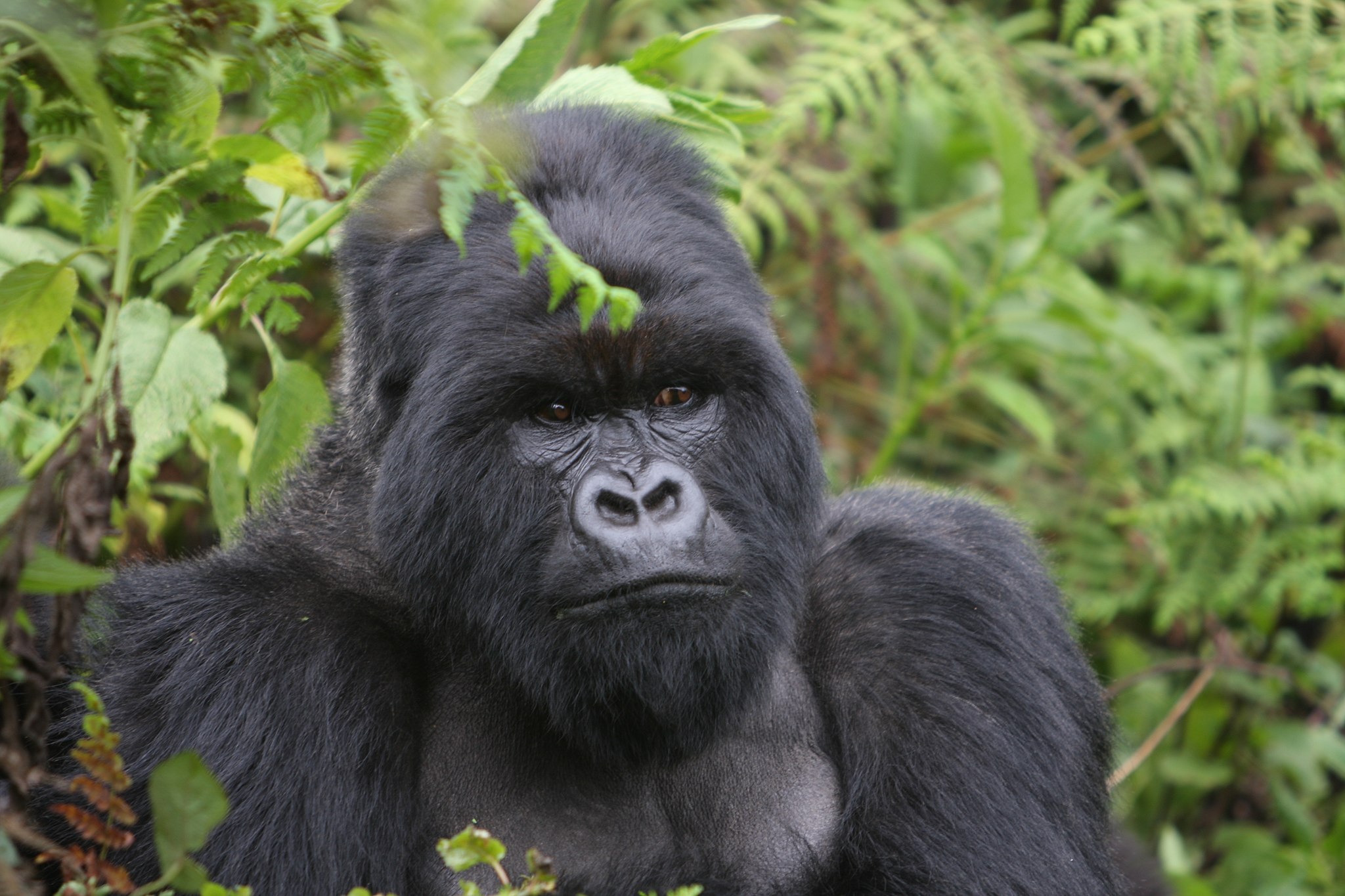 Mountain_gorilla_6461821349.jpg