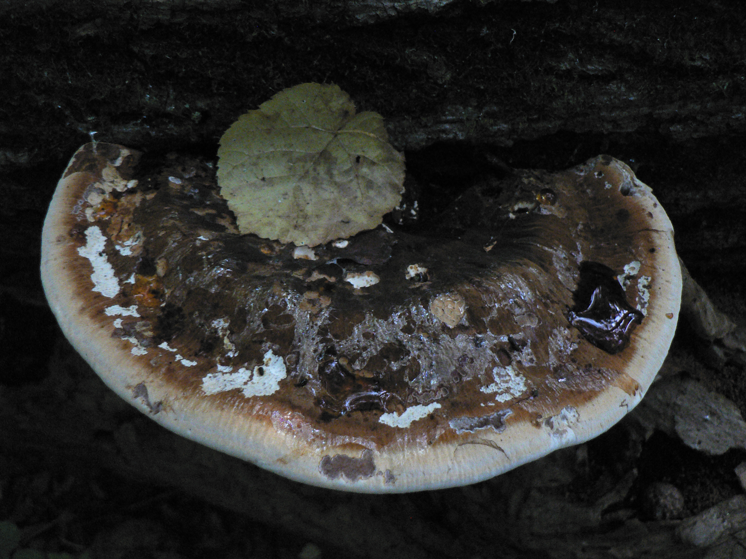 spongey mystery conk
