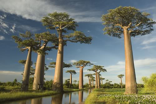 pohon_baobab_2.jpg