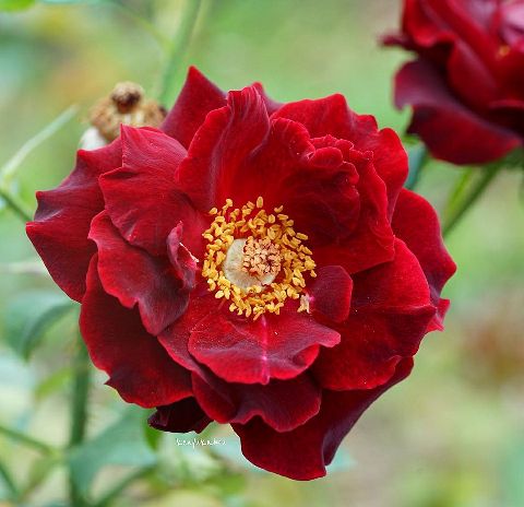 RIS.jpg