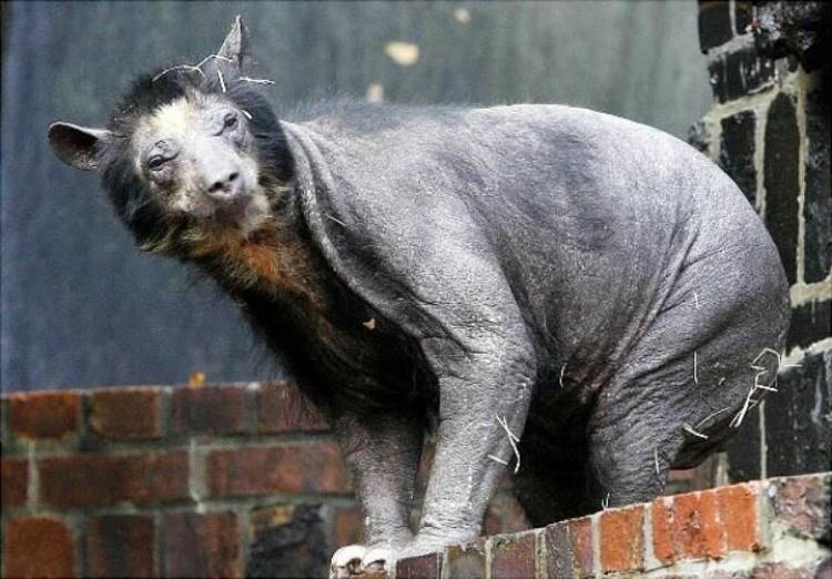 BIG-10-hairless-goat-bear.jpg
