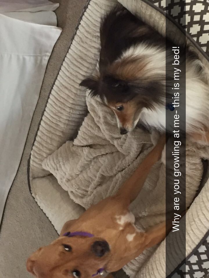 Dogs