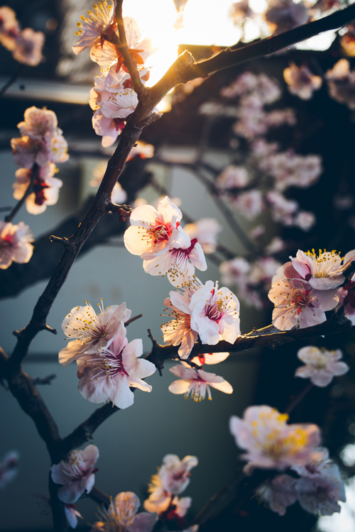 Flowers in the sun