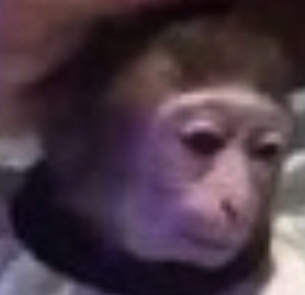 scimmiacut.jpg