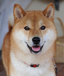 shiba