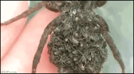 84037329.gif