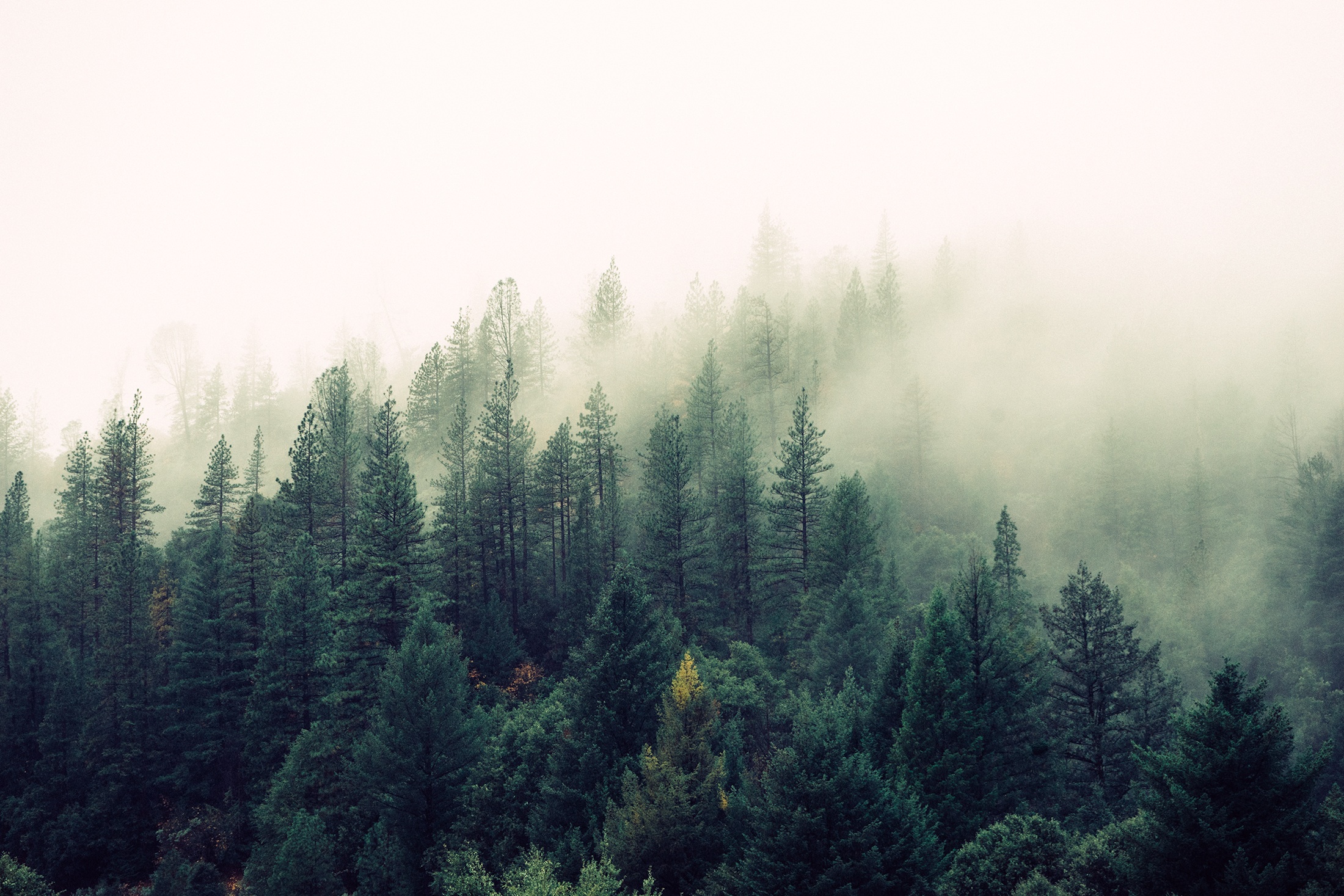 nature-forest-trees-fog1.jpeg