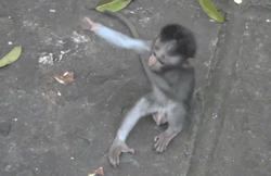 MonkeysLose.GIF