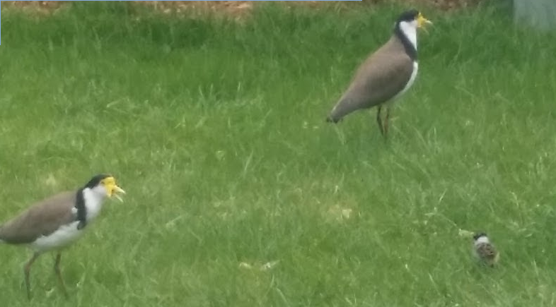plovers