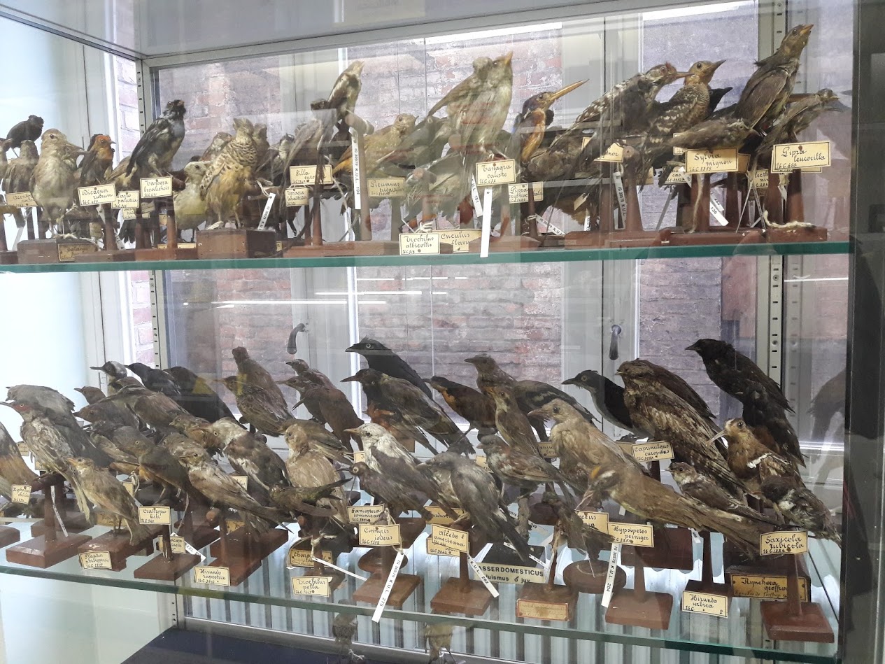 BIRDS