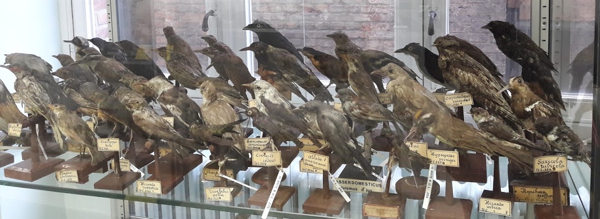 BIRDS