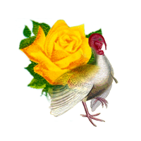 TurkeyRose.png