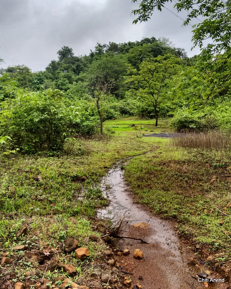 Shilonda_SGNP_Chiti_Arvind.jpg