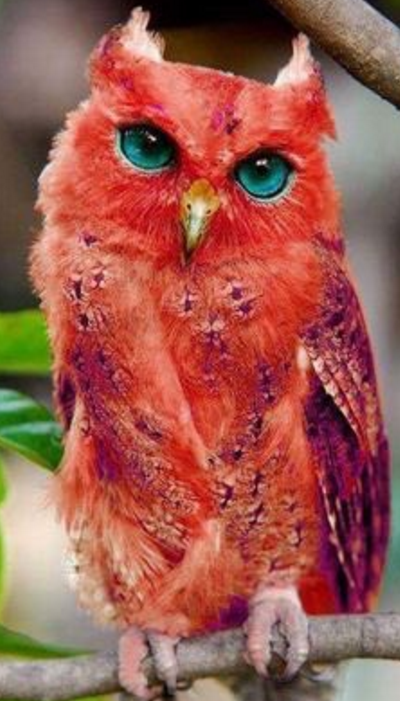 hackerowl