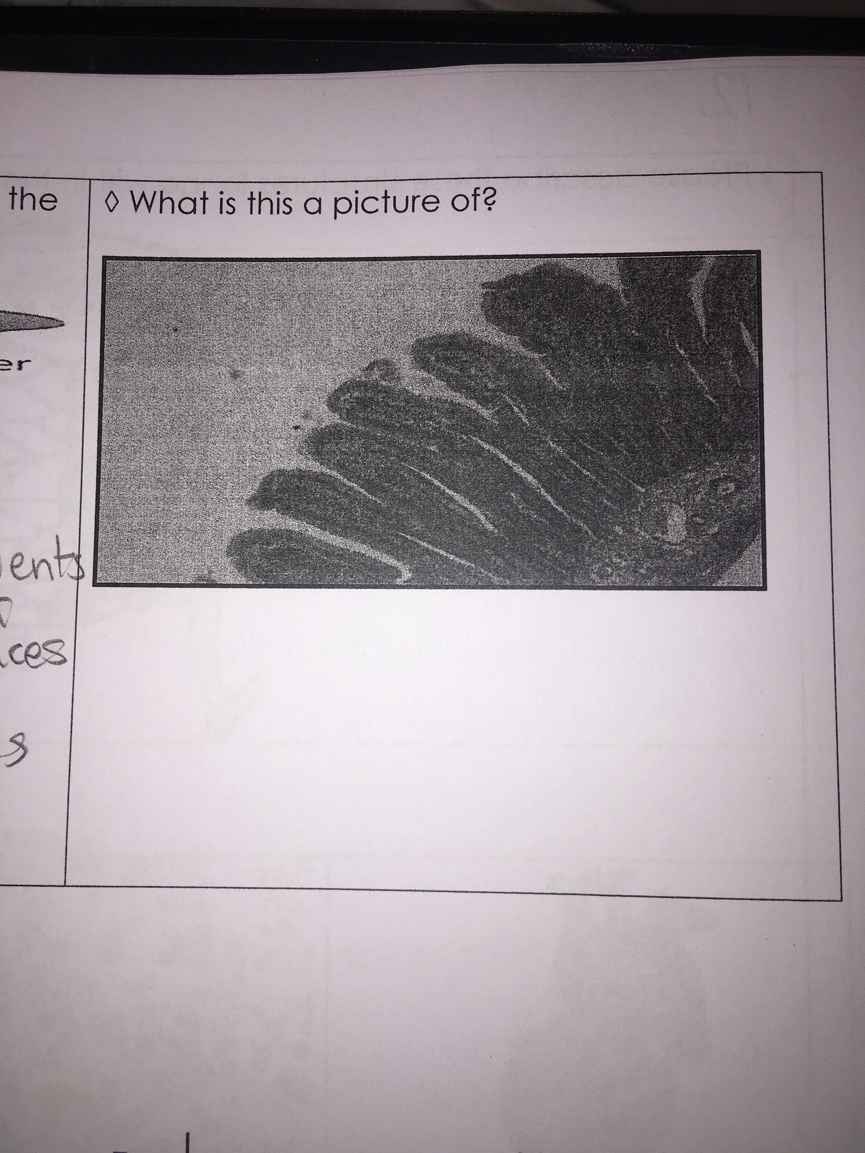 file.jpg