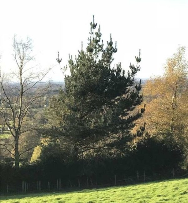 MiddleFingerTree.JPG