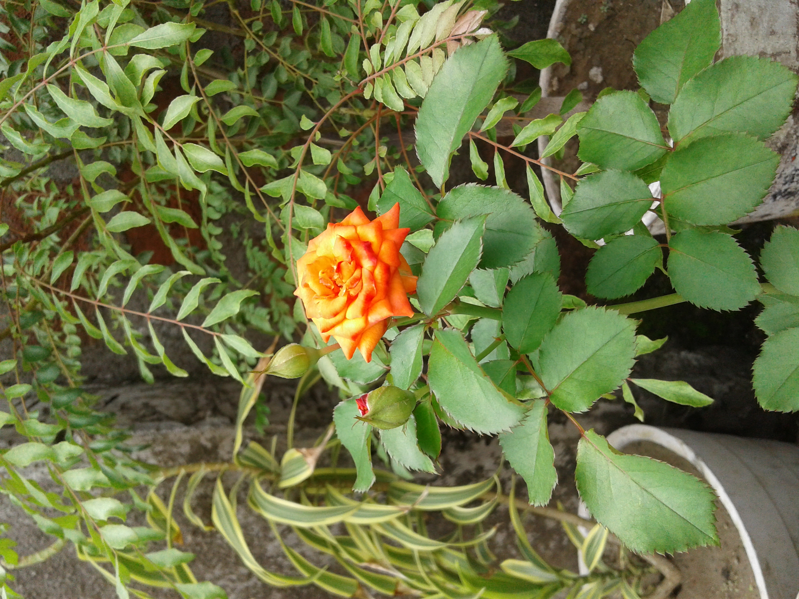 rose of my garden