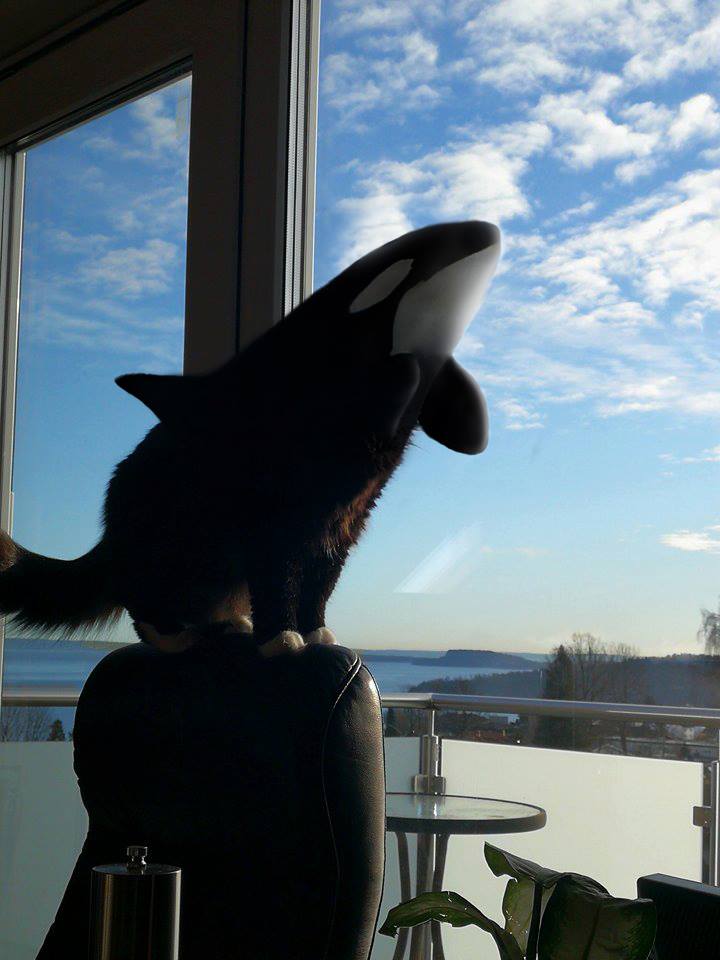 fenorca.jpg