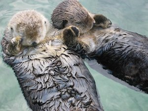 otter