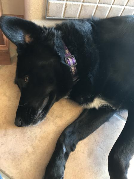 My dog