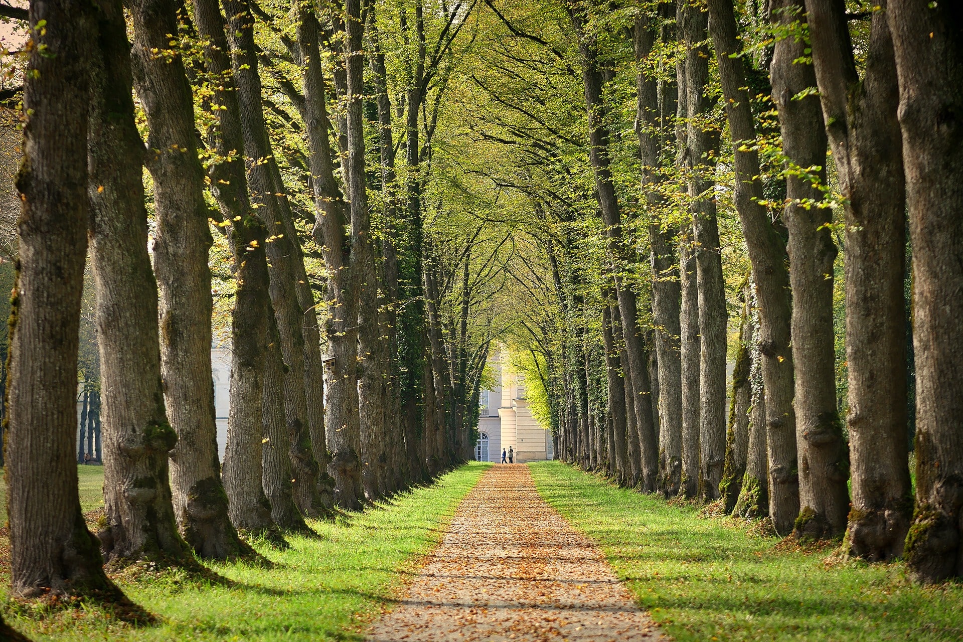 avenue-2977121_1920-min.jpg