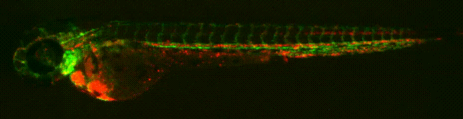flk_gata_wholefish-gif.gif