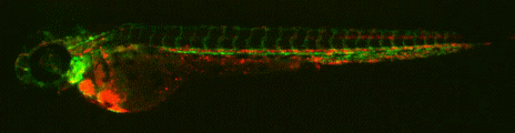 flk_gata_wholefish-gif.gif