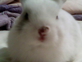 Rabbit injury