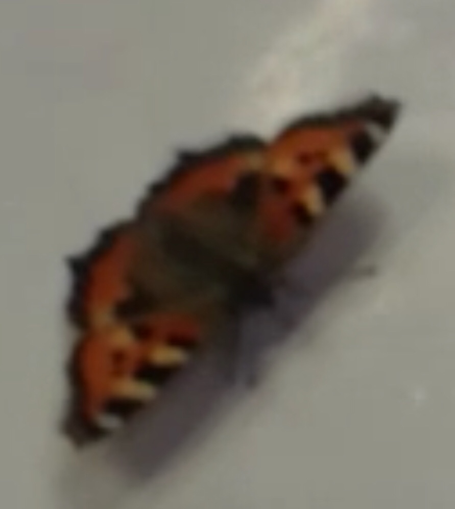 file.jpg