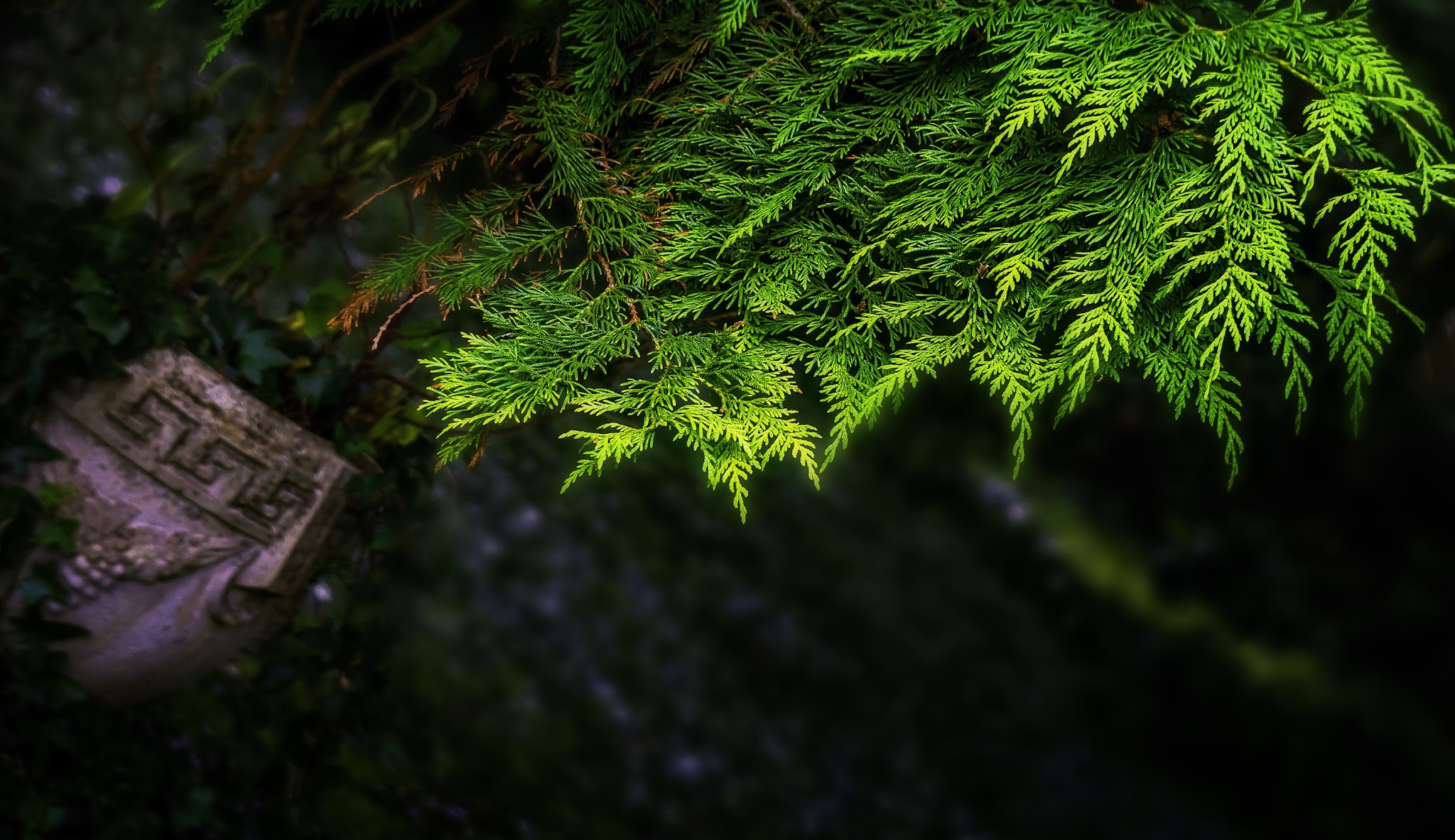 Evergreen_image_by_Ray_Bilcliff.jpg