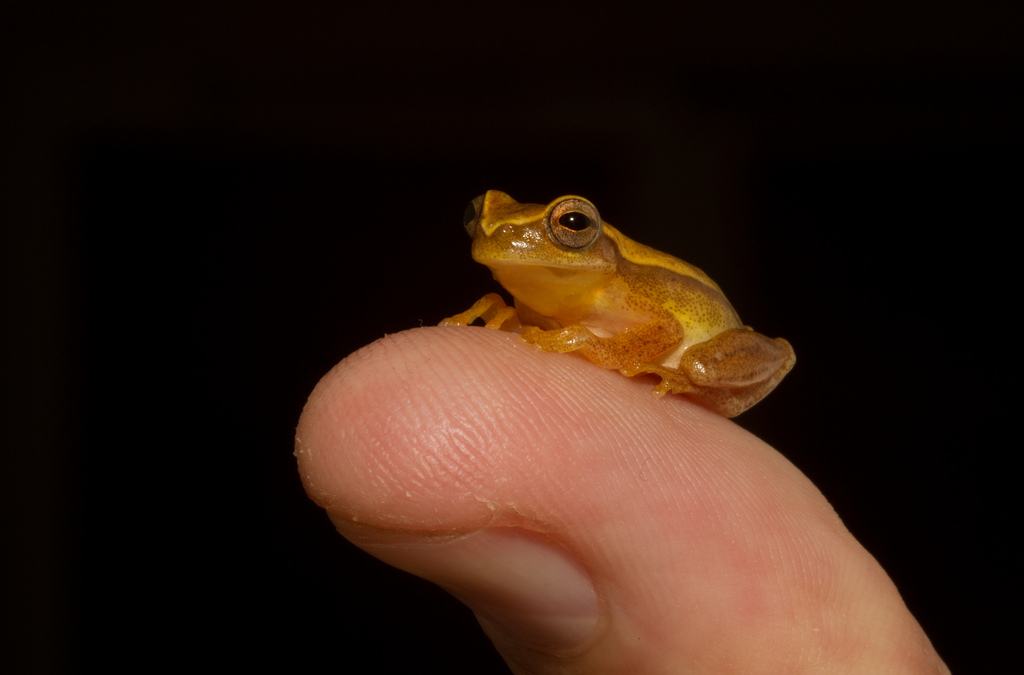 frogxd.jpg