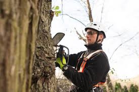 Affordable Arborist in Auckland at Tree Specs