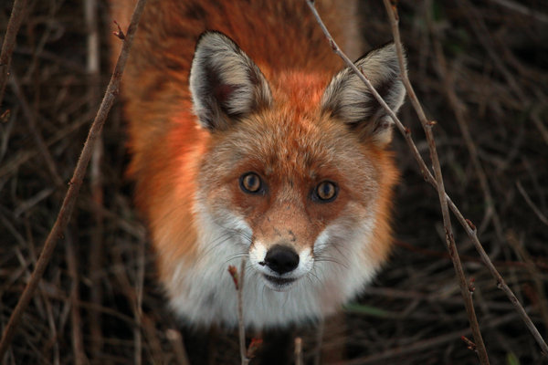 raevis_the_foxer_by_edsh-d3el315.jpg