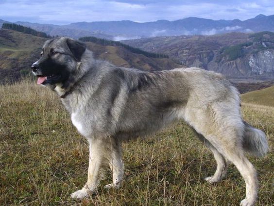 carpathianShepherd