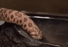 snek.gif