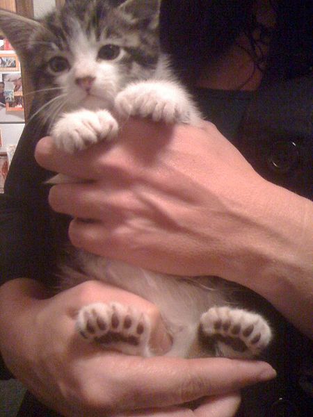 Kitty with Polydactyly