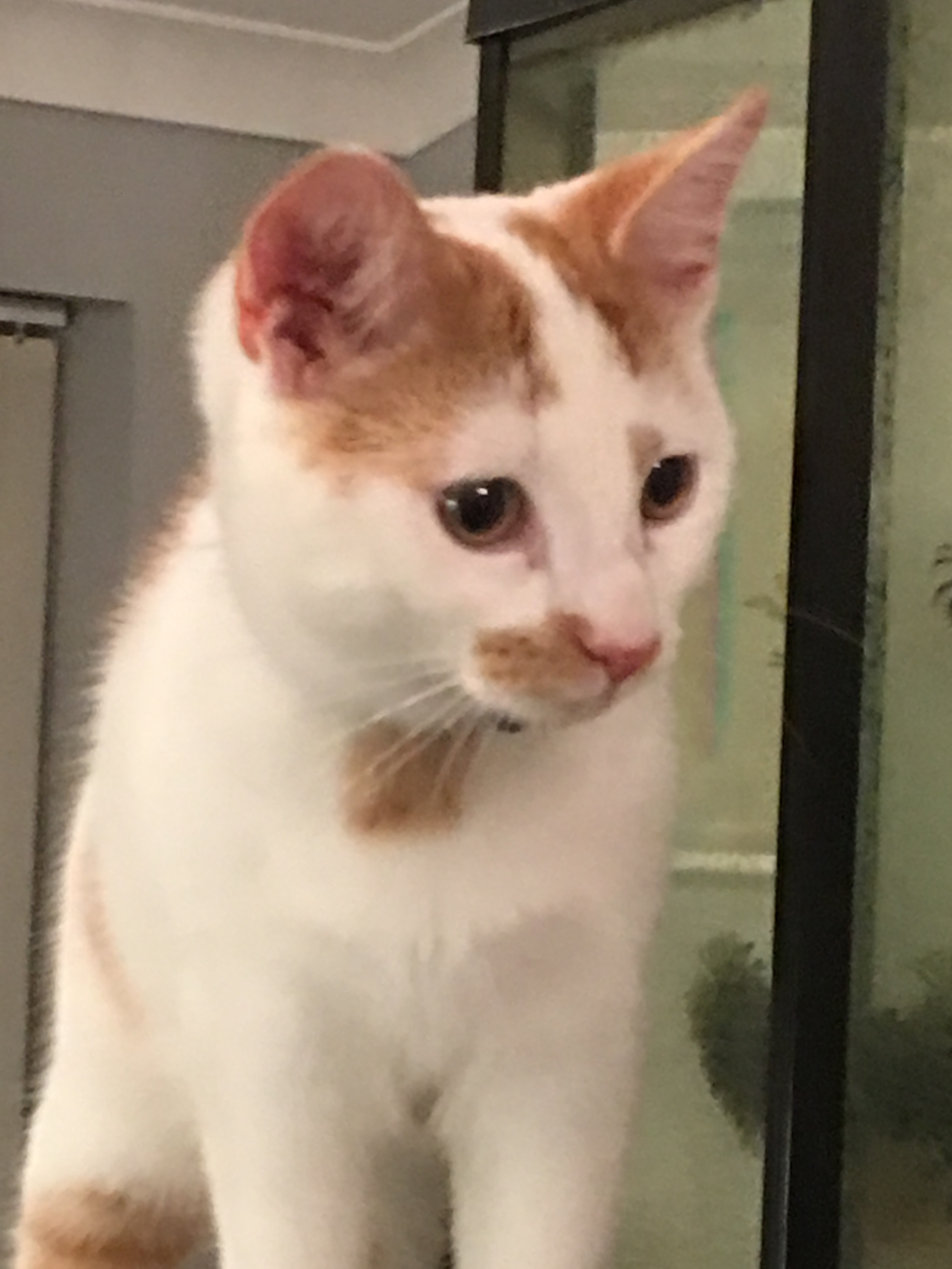 SID