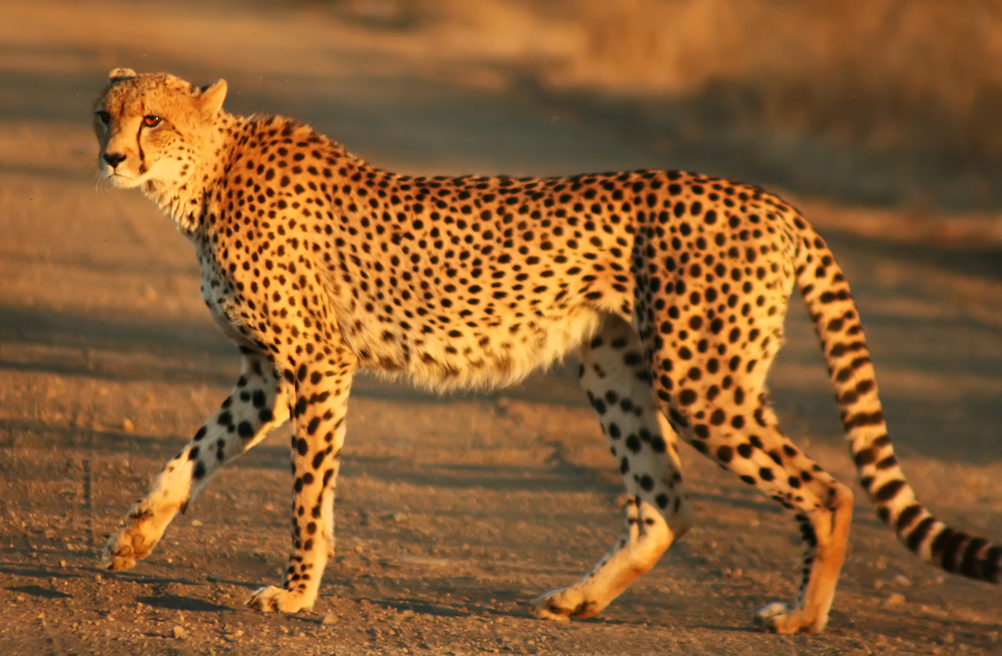 Cheetah_Kruger.jpg
