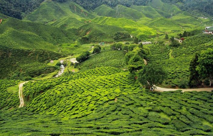 Darjeeling_11.jpg